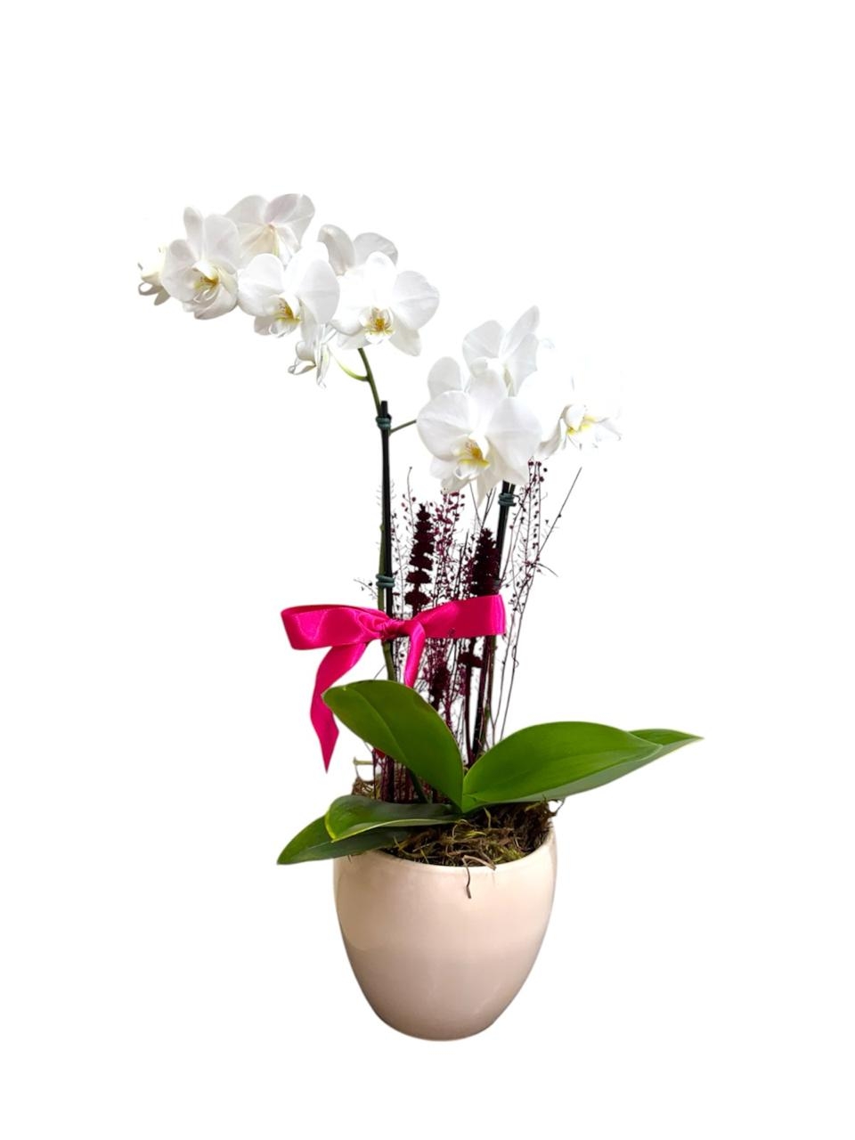 Orquidea Media Branca em Vaso Ceramica