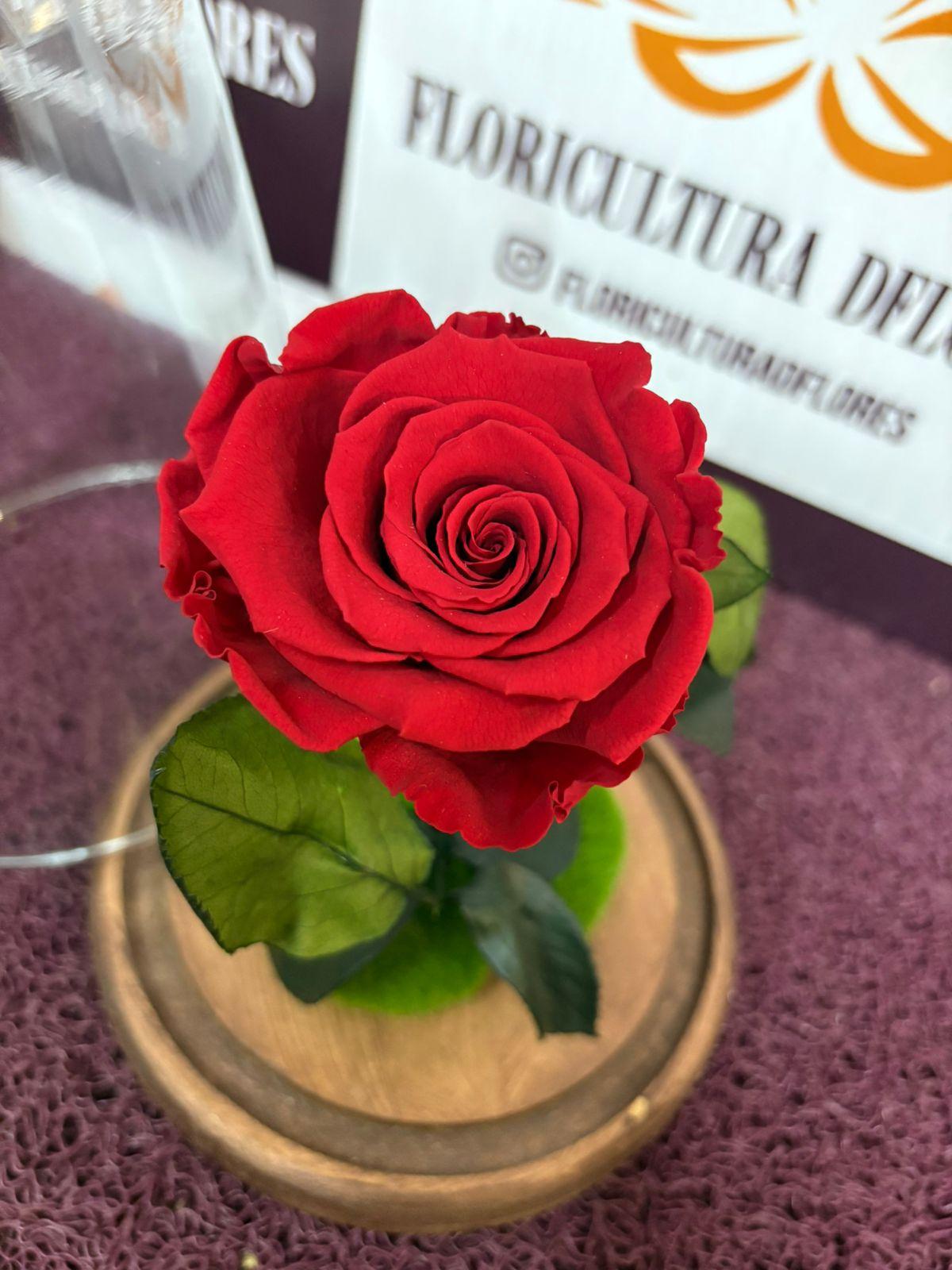 thumb-rosa-preservada-vermelha-0