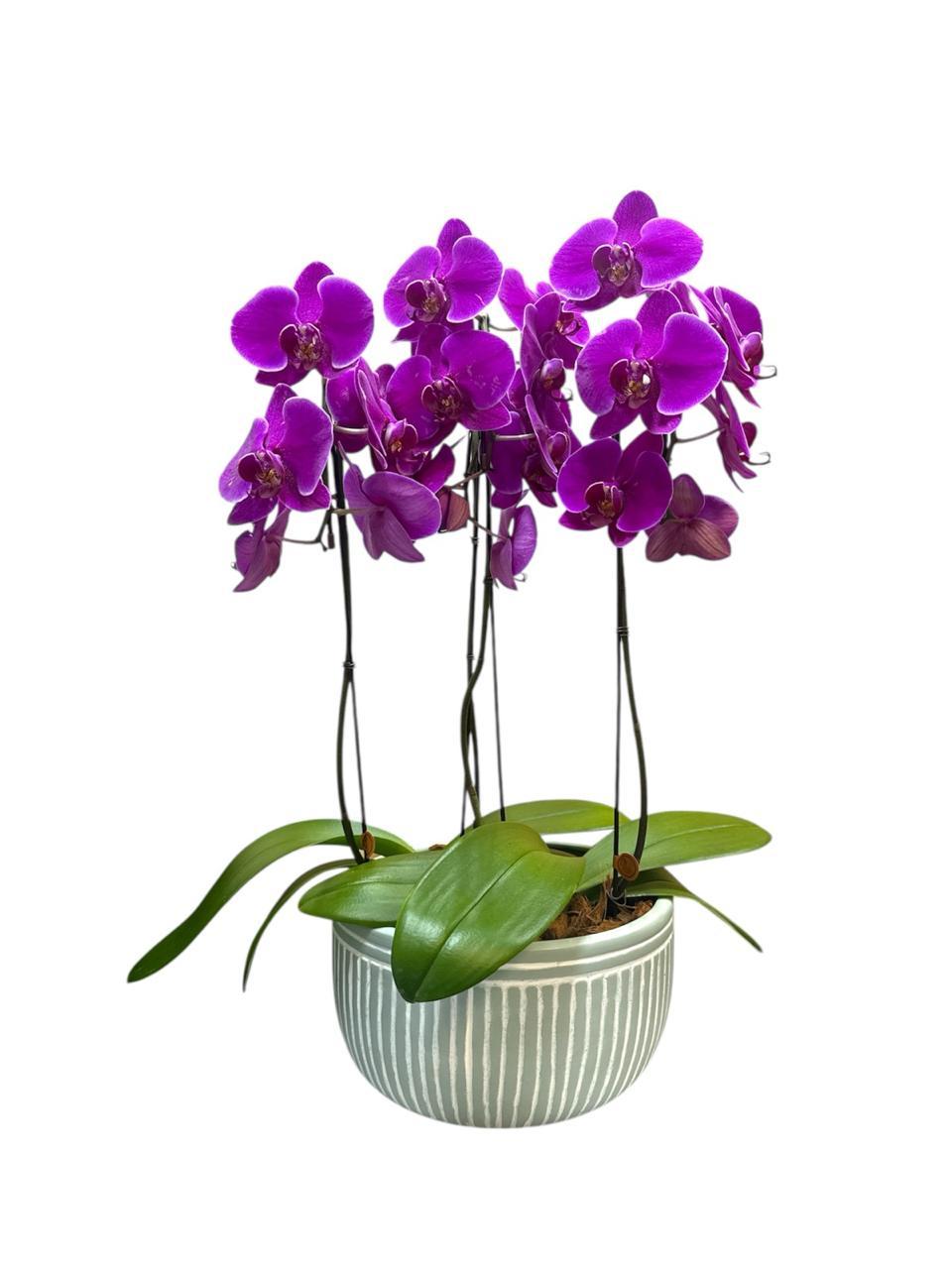 thumb-orquidea-livorno-varias-cores-1