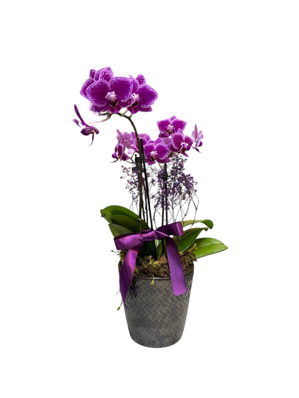 thumb-orquidea-media-colorida-em-vaso-ceramica-1