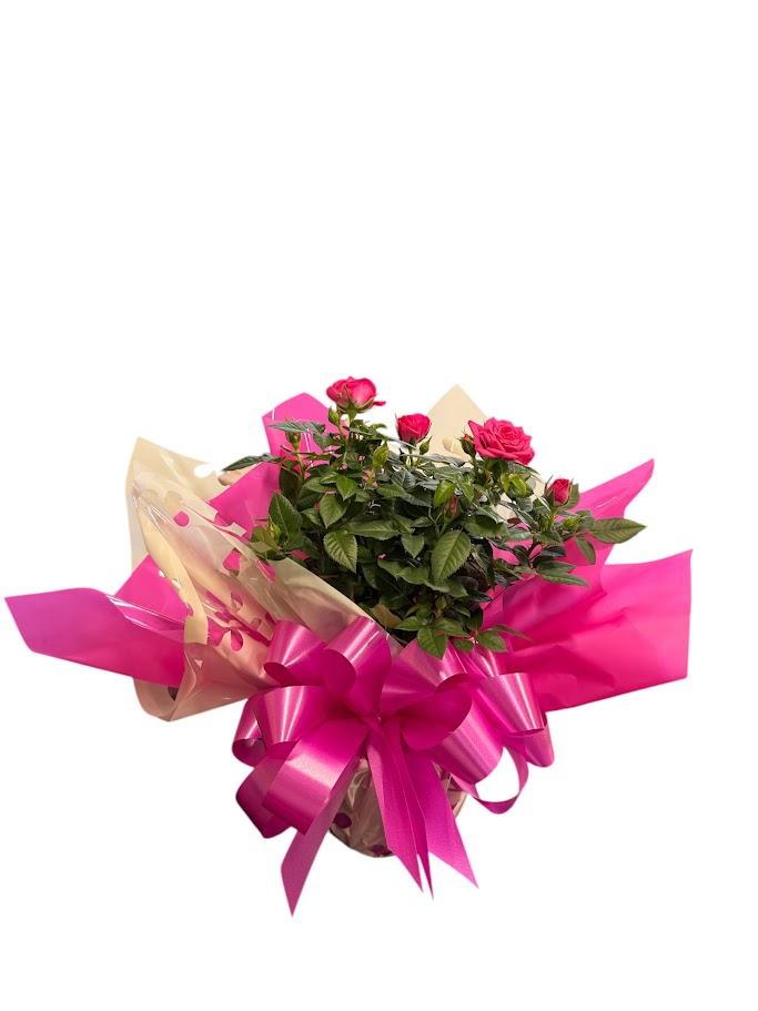 thumb-mine-rosas-plantadas-cores-variadas-3