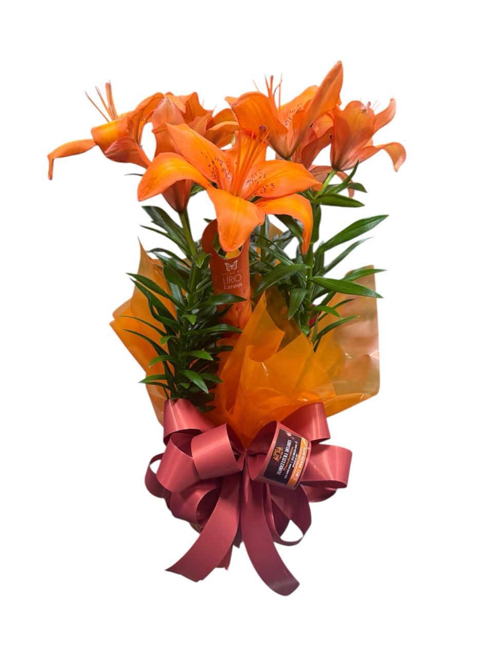 thumb-lirio-laranja-plantado-2