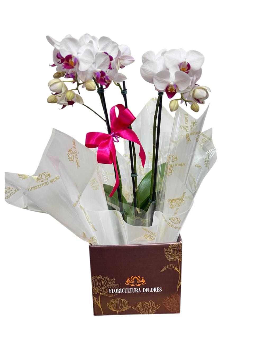 thumb-orquidea-media-branca-2