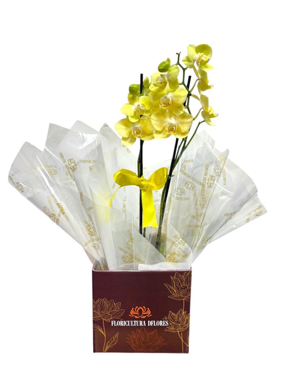 thumb-orquidea-media-cores-variadas-1