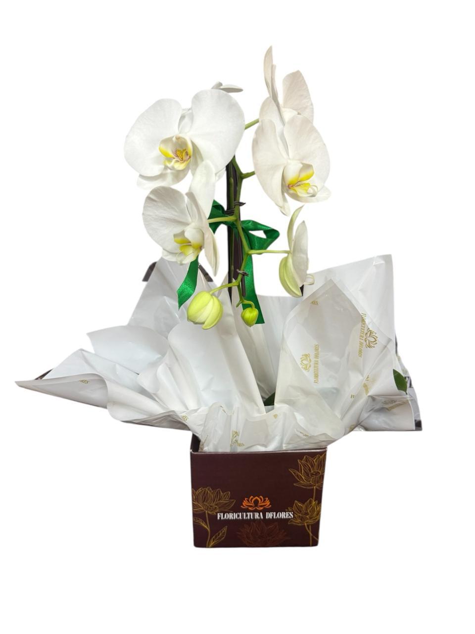 thumb-orquidea-branca-1-haste-1