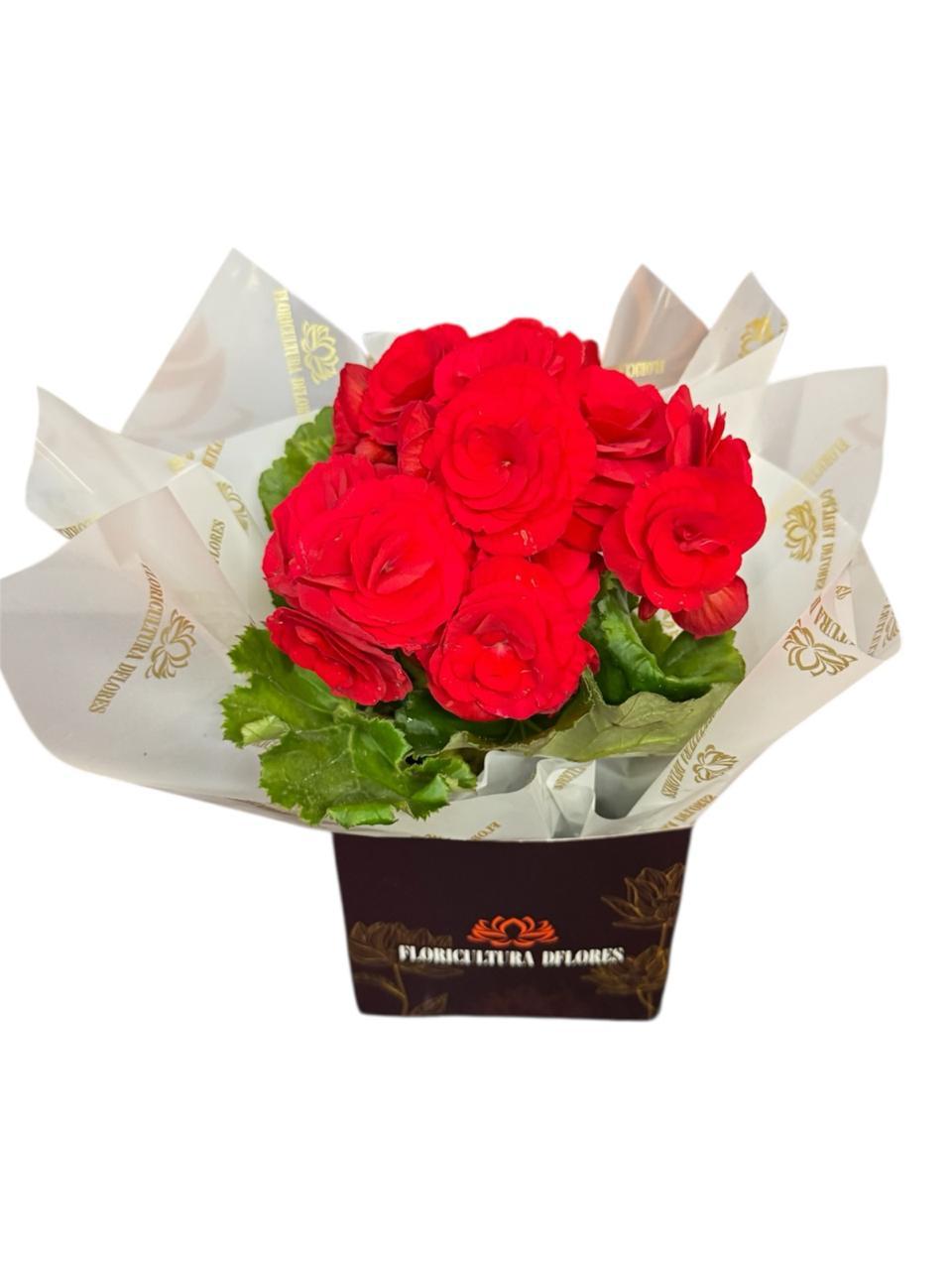 thumb-mine-begonia-vermelha-3