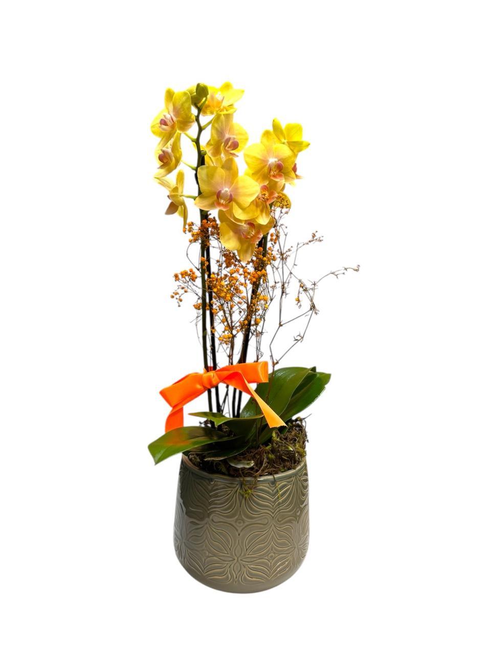 thumb-orquidea-media-colorida-em-vaso-ceramica-0