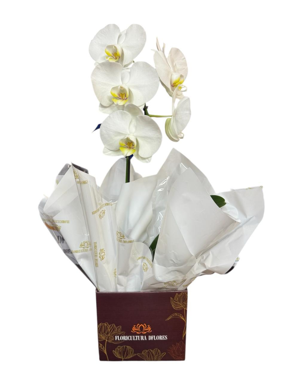 thumb-orquidea-branca-1-haste-0