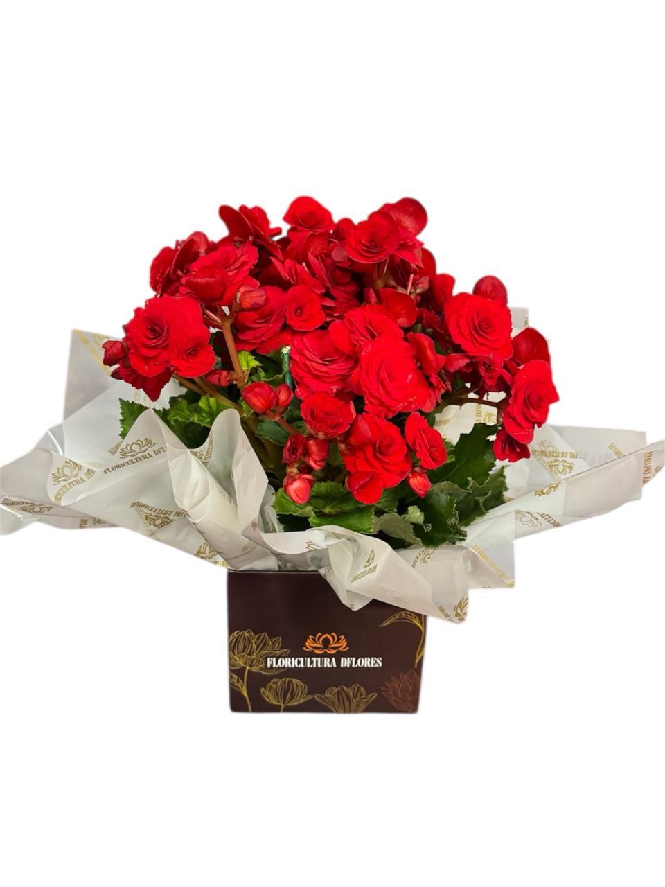 thumb-begonia-grande-vermelha-1