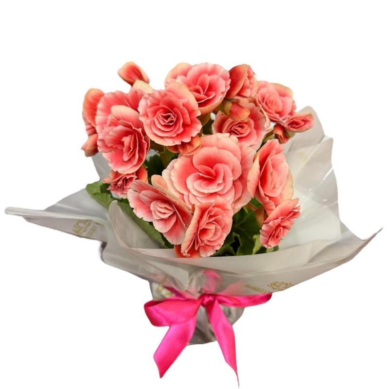 thumb-mine-begonia-rosa-2