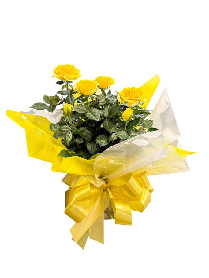 thumb-mine-rosas-plantadas-cores-variadas-2