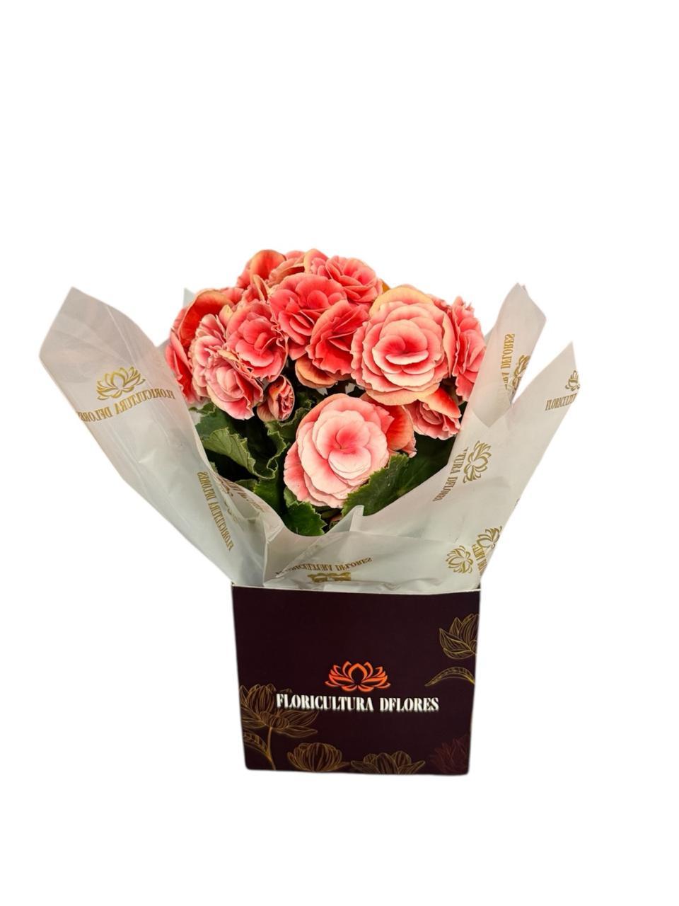 thumb-mine-begonia-rosa-1