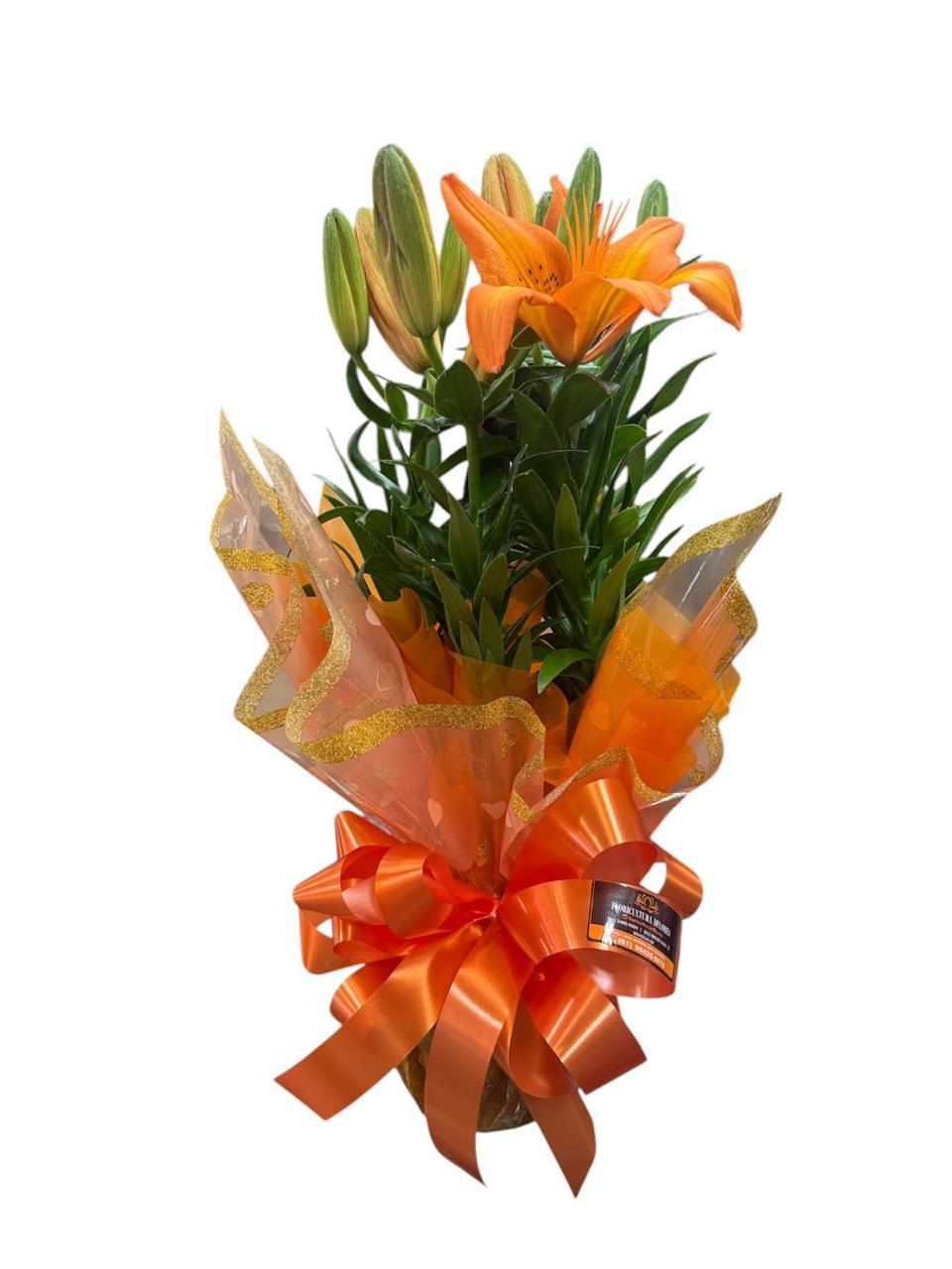 thumb-lirio-laranja-plantado-1