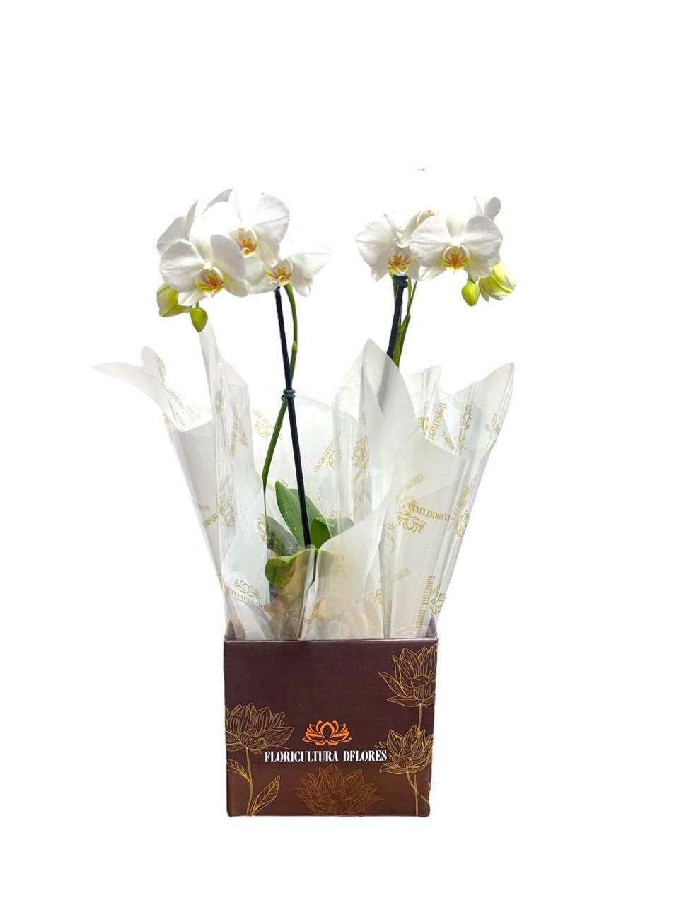 thumb-orquidea-media-branca-1