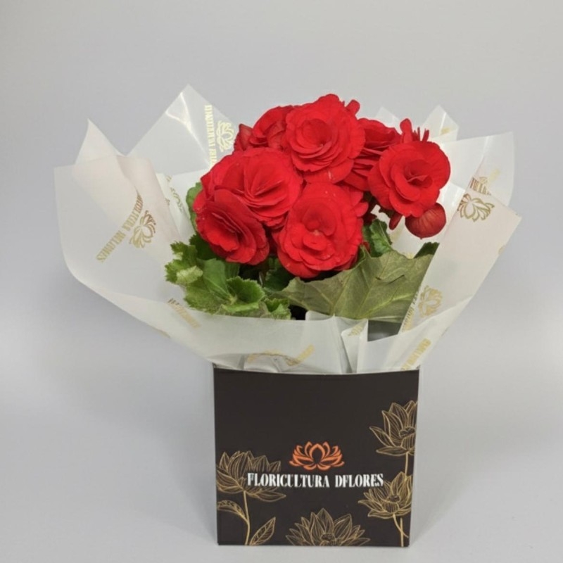 Mine Begônia Vermelha