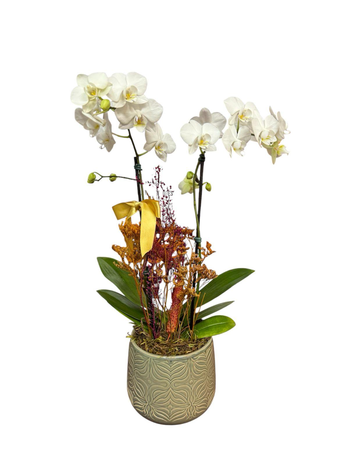 thumb-orquidea-media-branca-em-vaso-ceramica-0