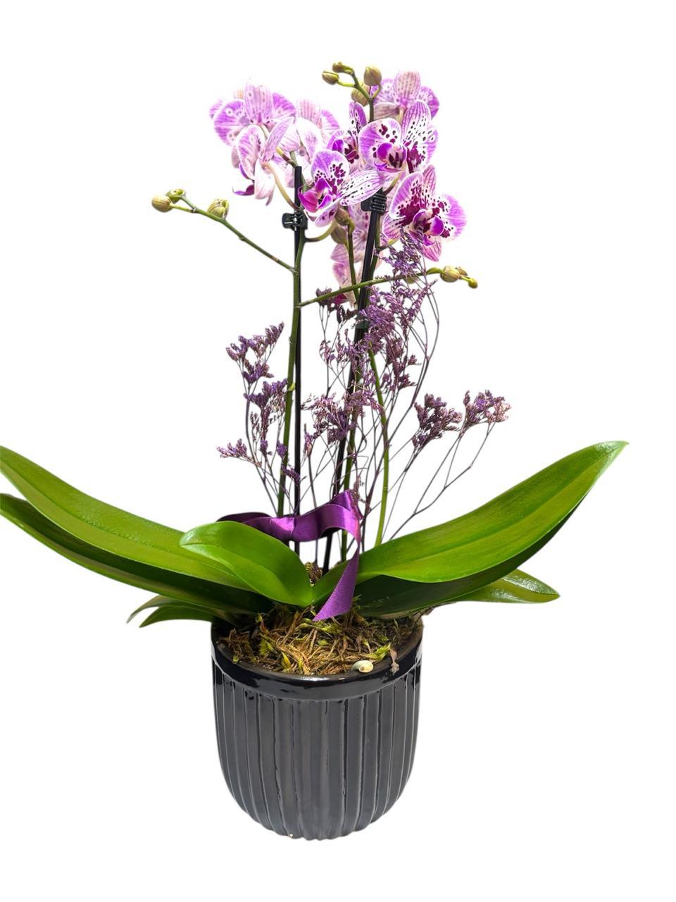 thumb-orquidea-media-colorida-em-vaso-ceramica-2