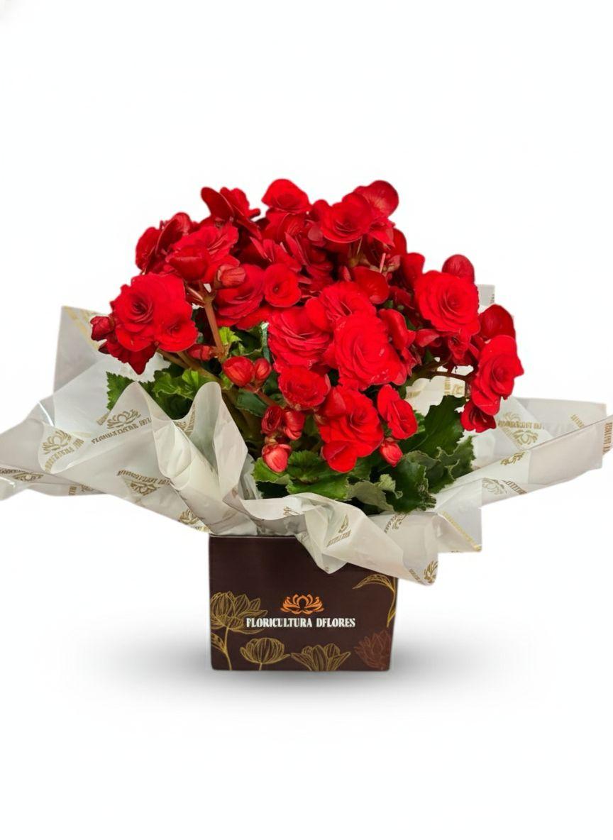 thumb-begonia-grande-vermelha-0