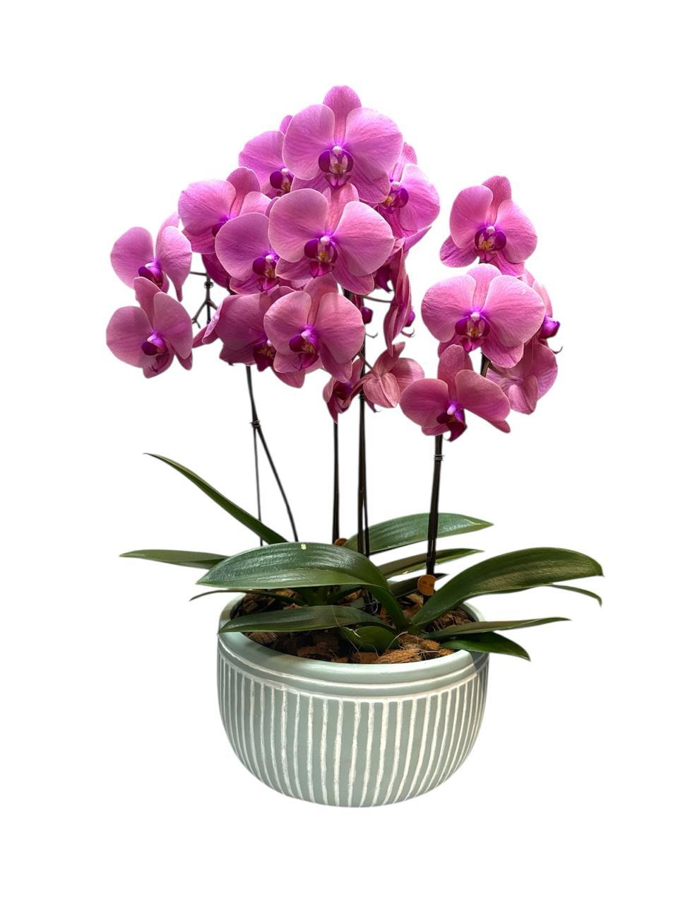 thumb-orquidea-livorno-varias-cores-0