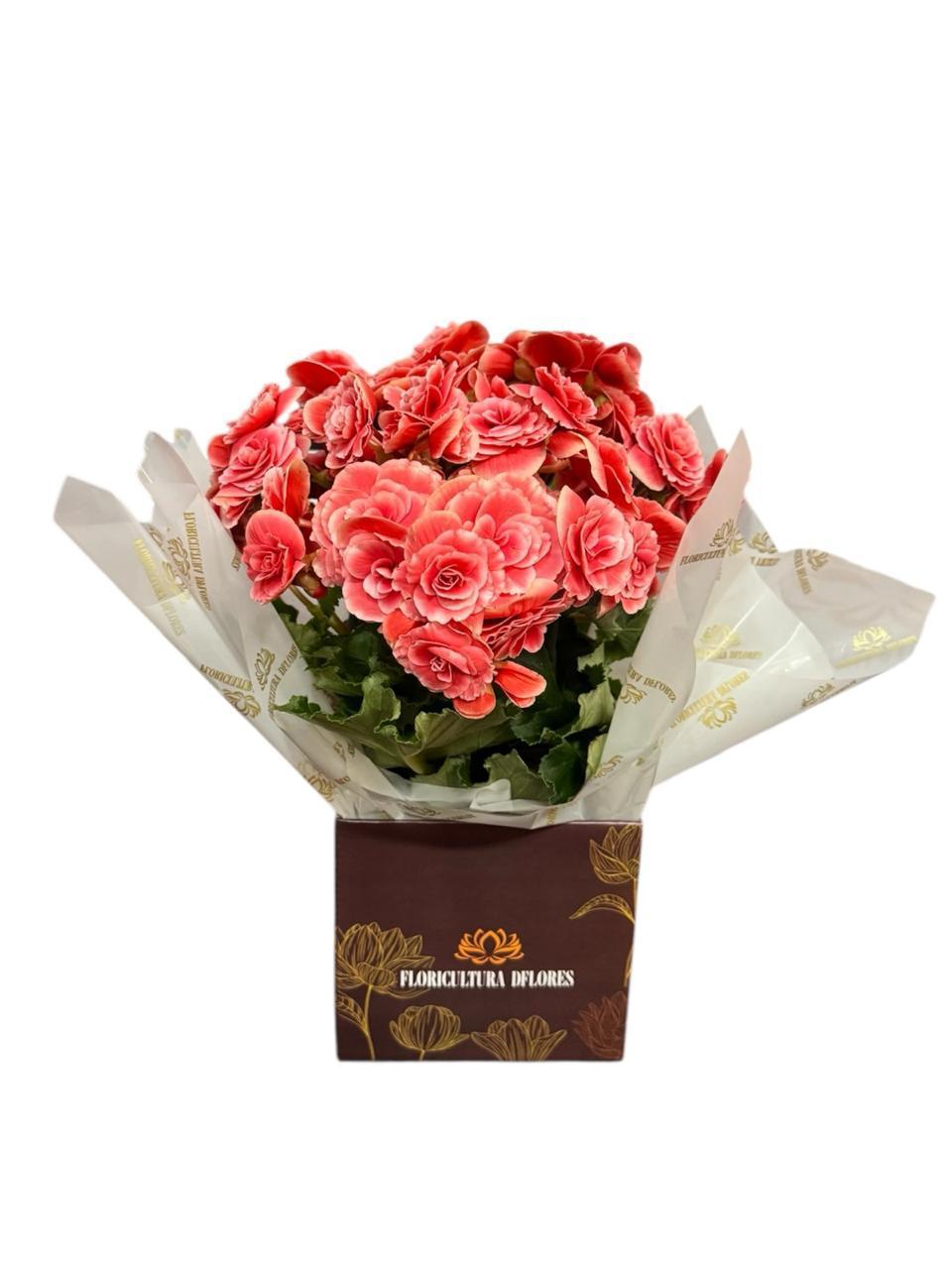 thumb-begonia-rosa-grande-1