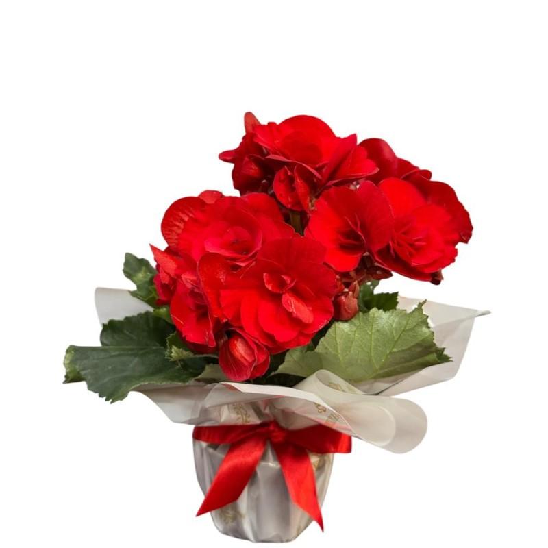 thumb-mine-begonia-vermelha-1