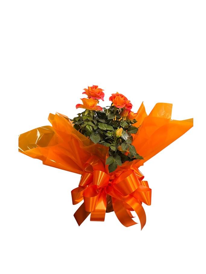 thumb-mine-rosas-plantadas-cores-variadas-0