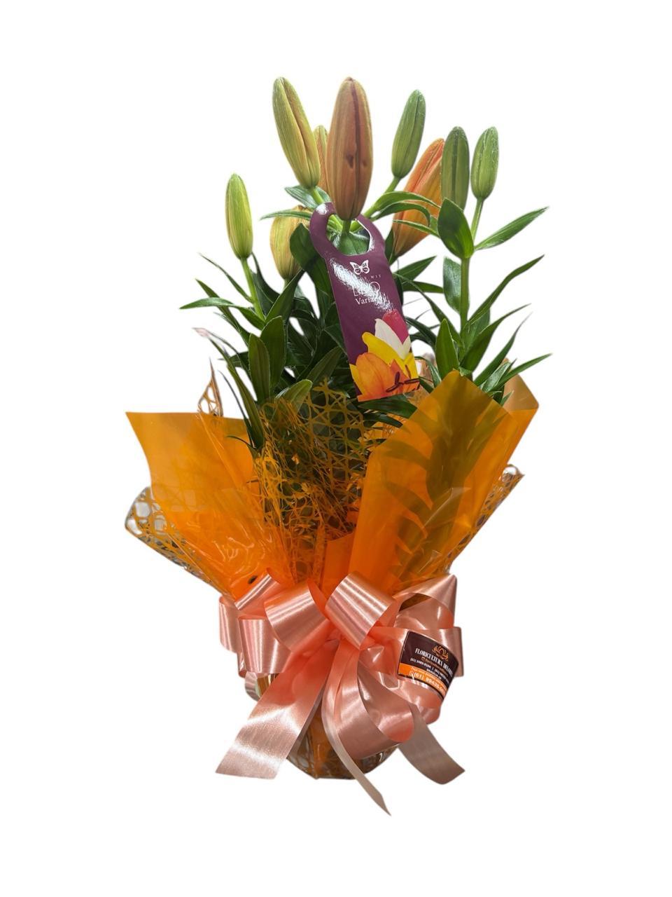 thumb-lirio-laranja-plantado-0