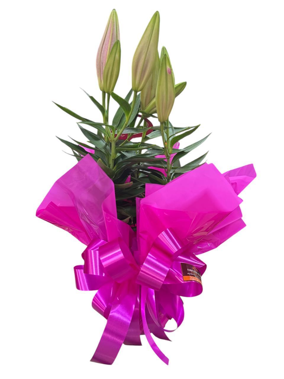 thumb-lirio-rosa-plantado-2