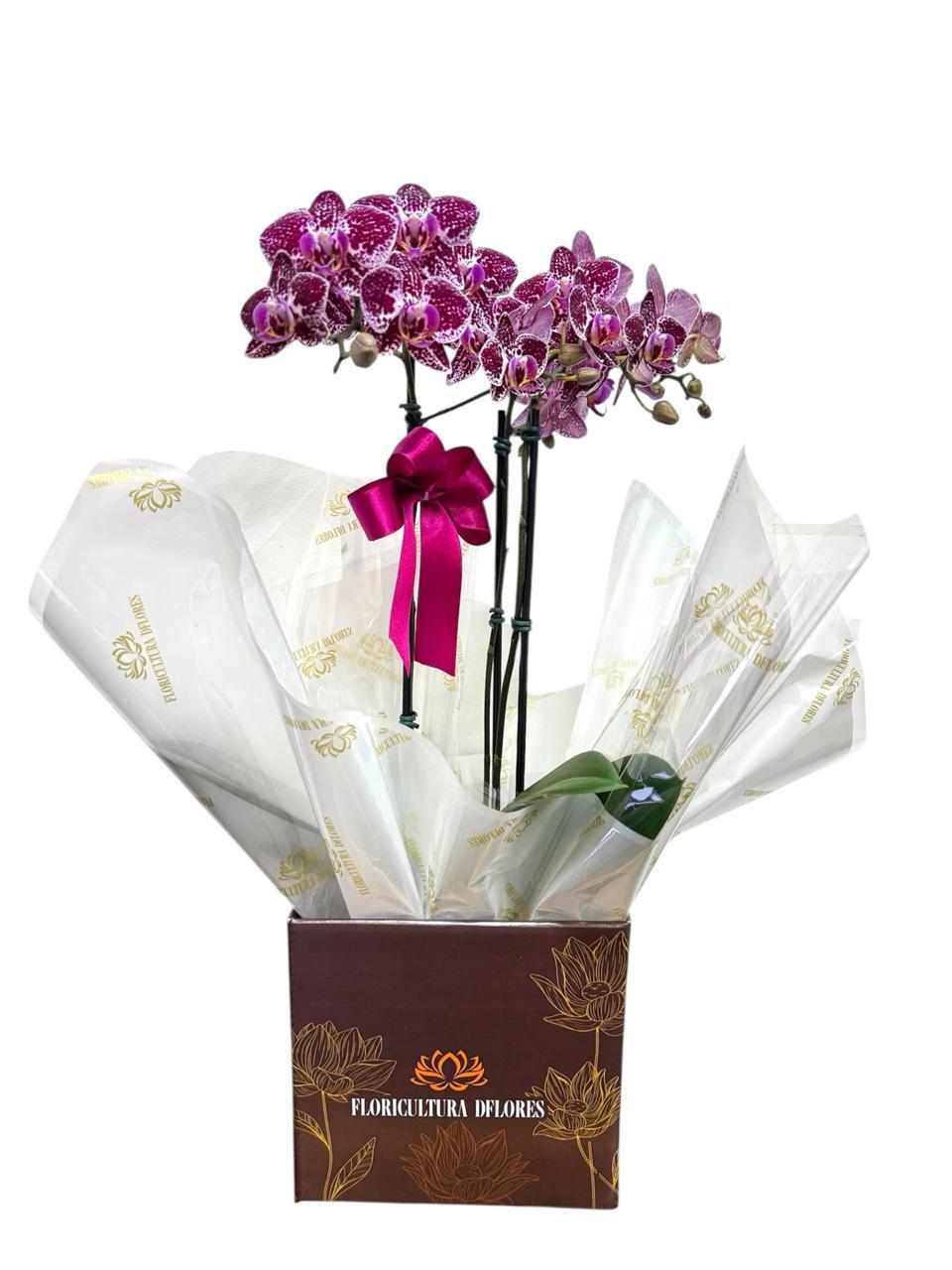 thumb-orquidea-media-cores-variadas-2