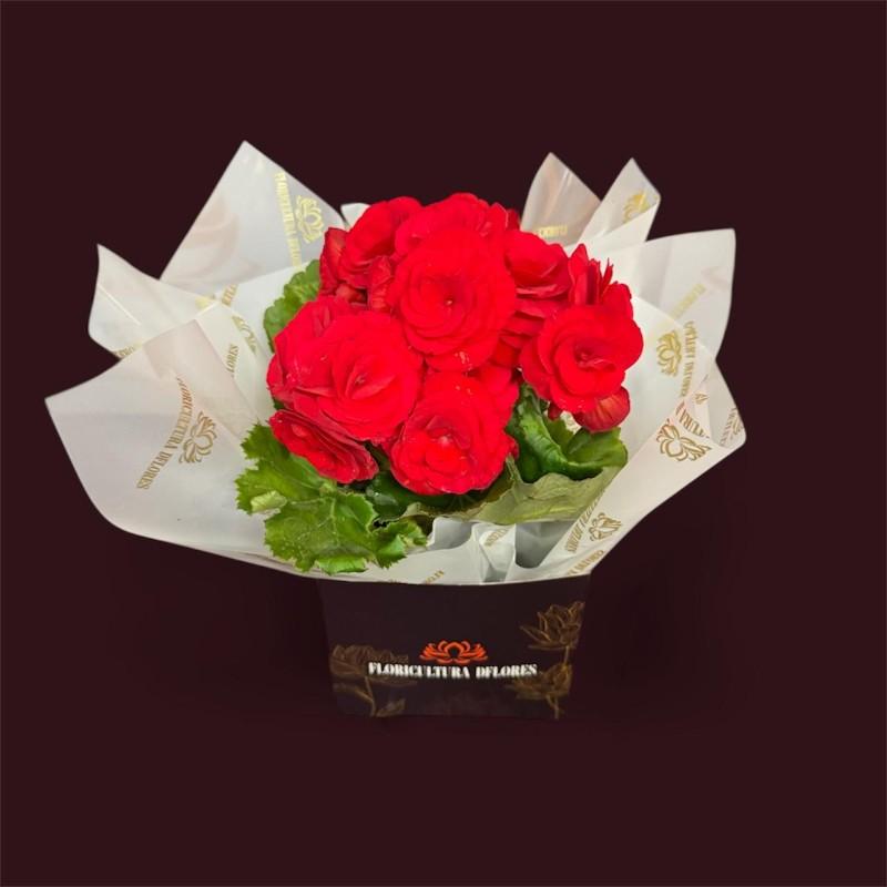 thumb-mine-begonia-vermelha-2