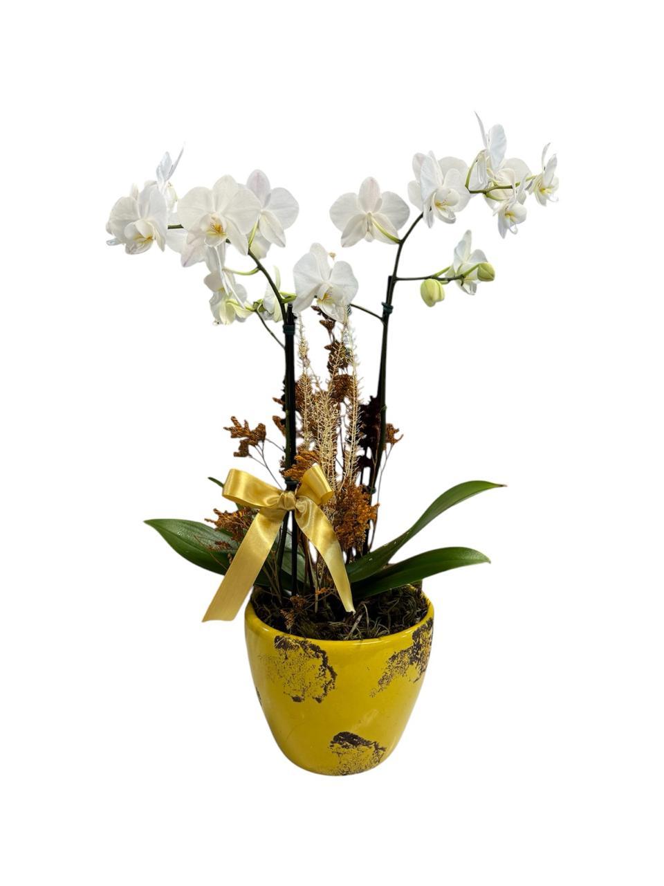 thumb-orquidea-media-branca-em-vaso-ceramica-2