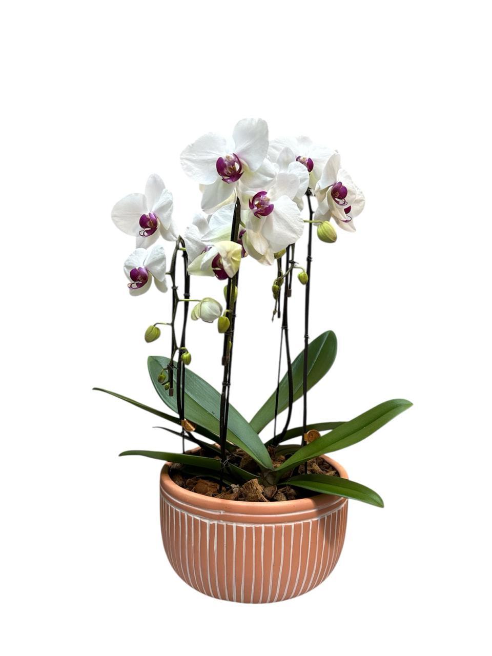 thumb-orquidea-livorno-varias-cores-2