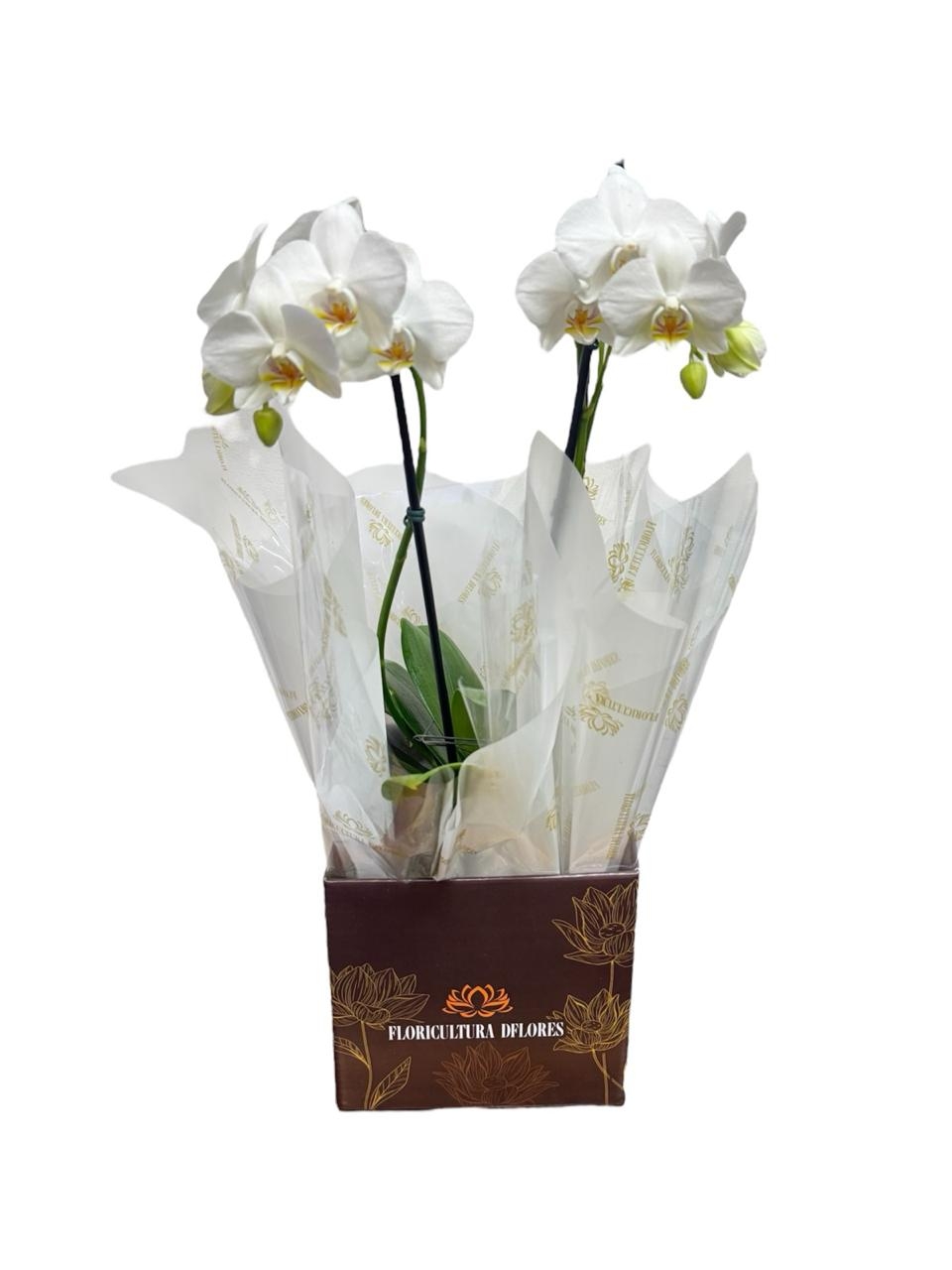 Orquídea media Branca