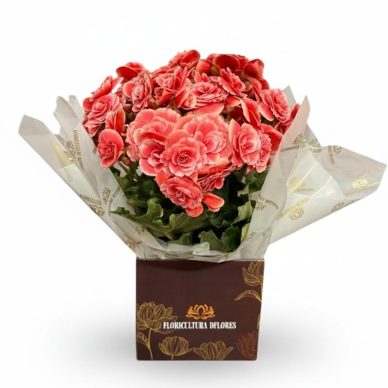 Begônia Rosa Grande