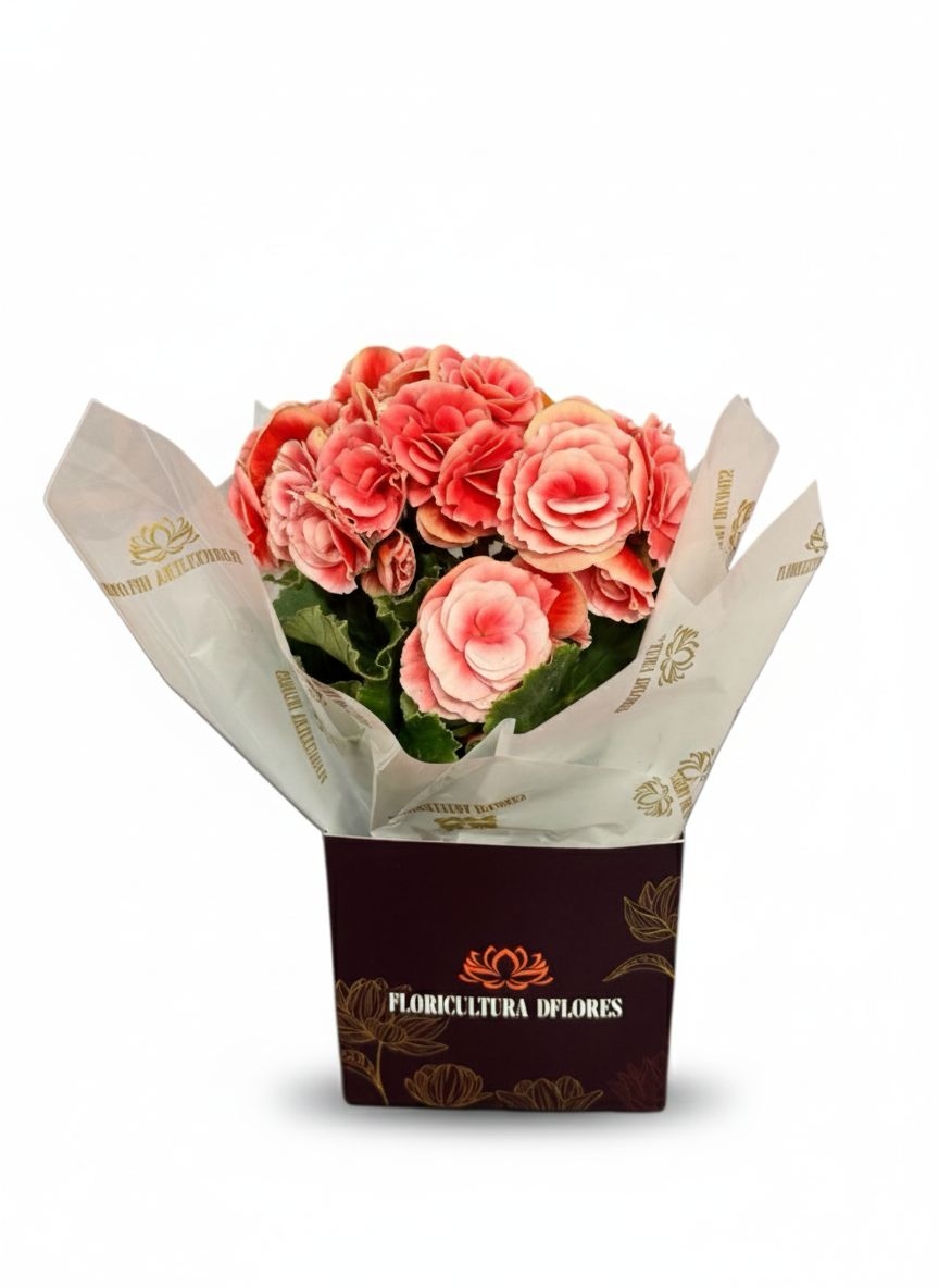 Mine Begônia Rosa