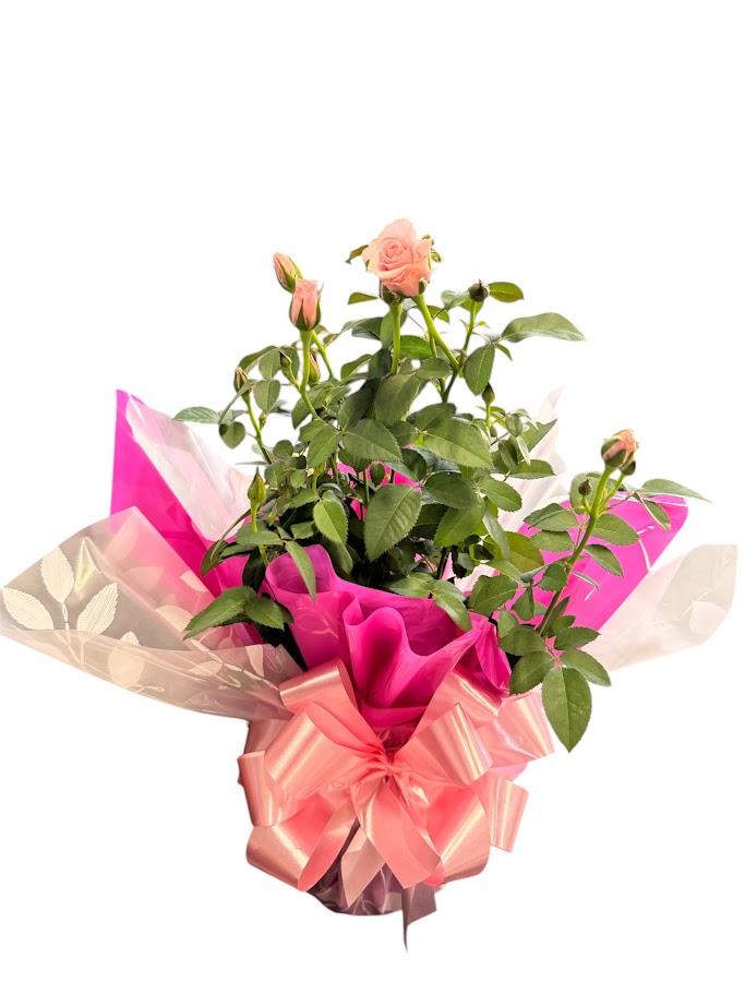 thumb-mine-rosas-plantadas-cores-variadas-1