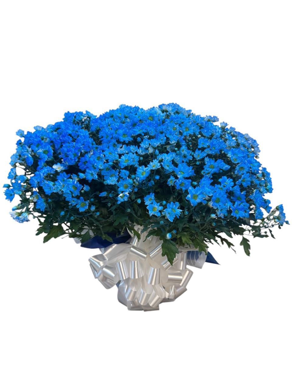 thumb-margaridas-bola-belga-azul-tinturada-1