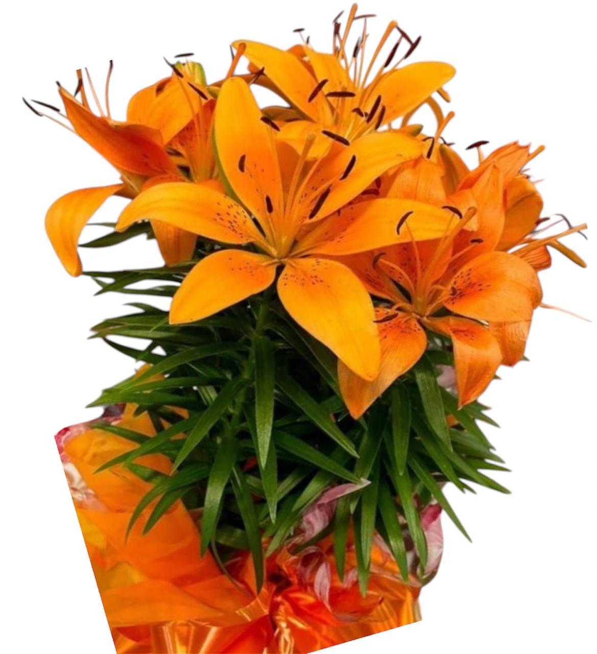 thumb-lirio-laranja-plantado-3