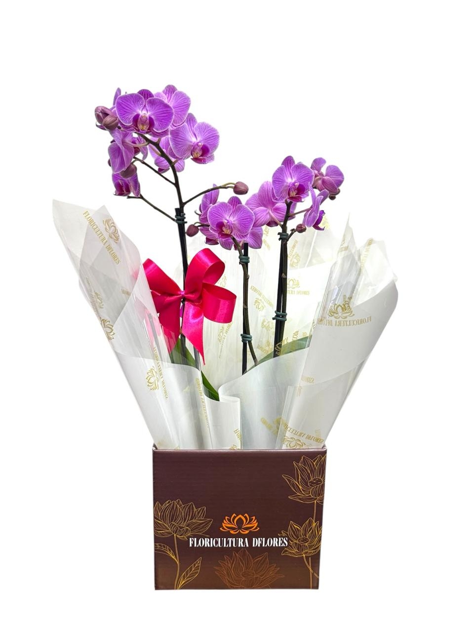 Orquídea media cores variadas