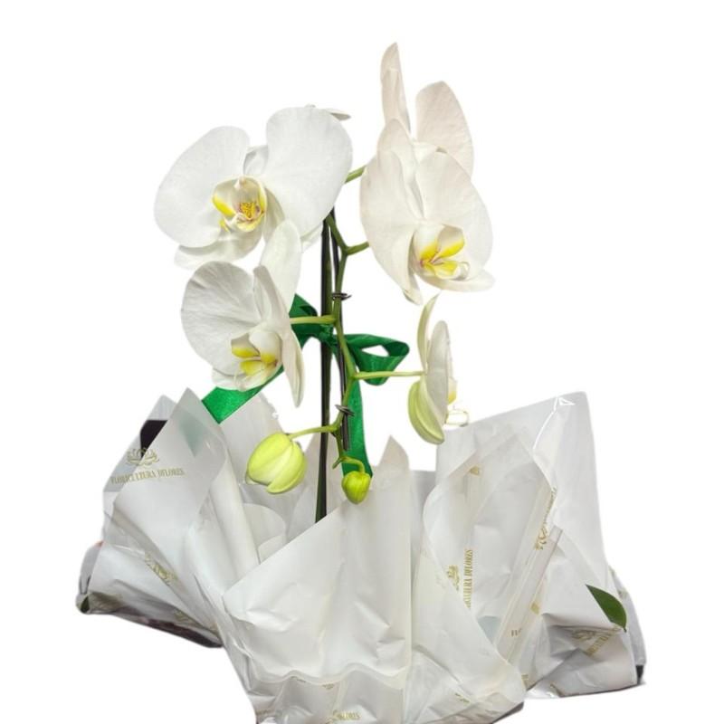 thumb-orquidea-branca-1-haste-2